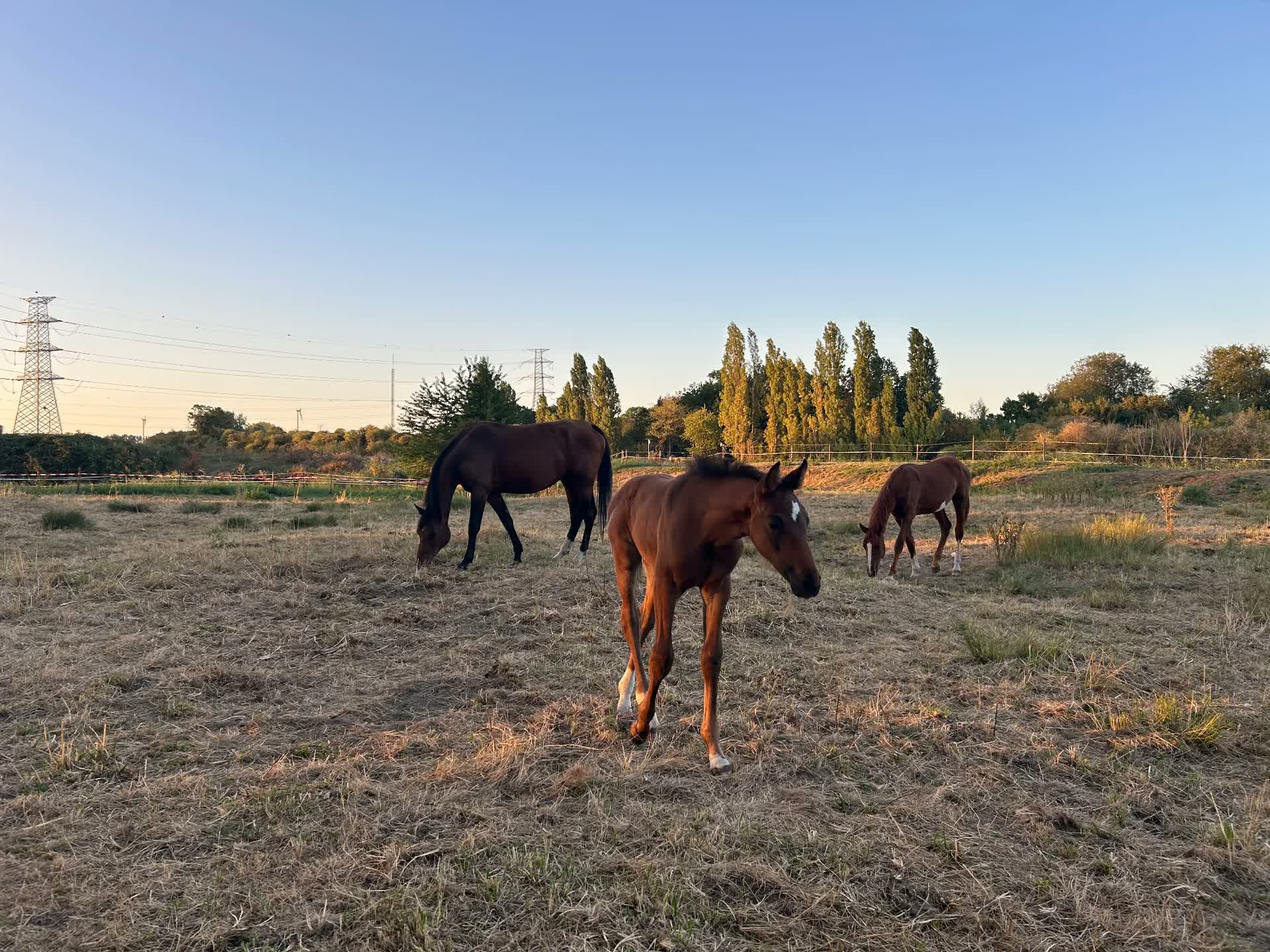 Een veulen tussen de paarden in het avondlicht