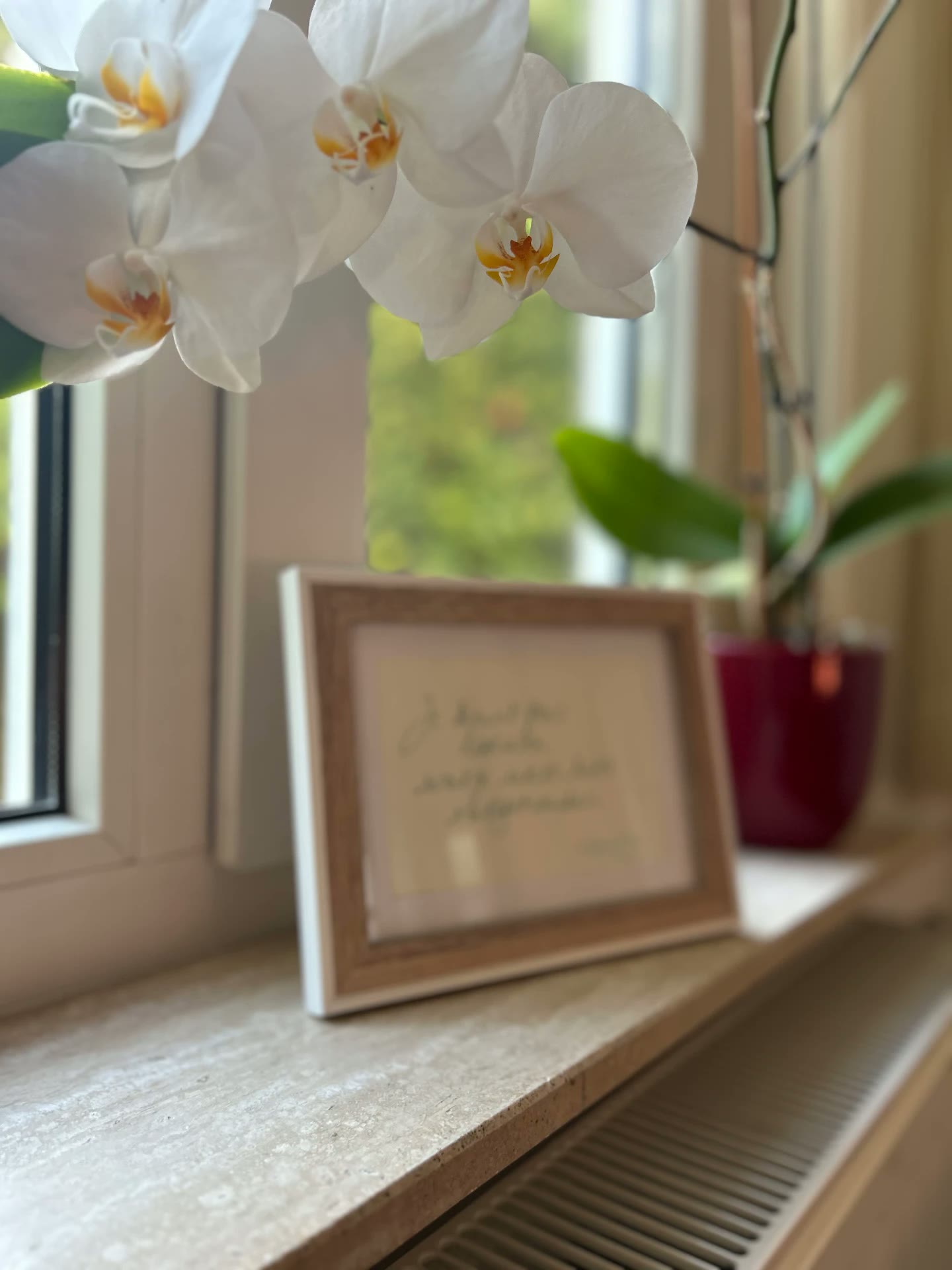 Witte orchidee bij het raam
