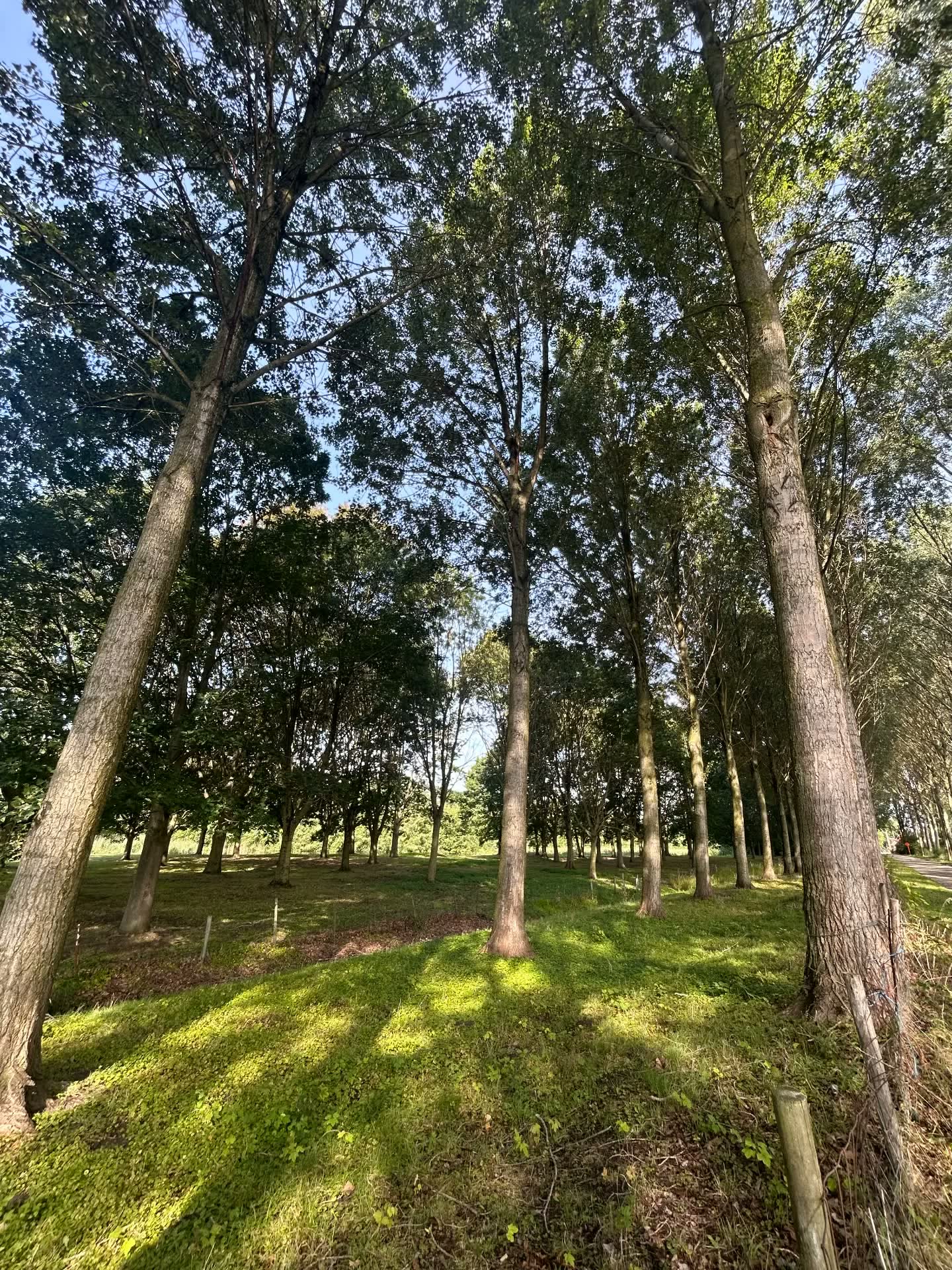 Rustige laan tussen hoge bomen