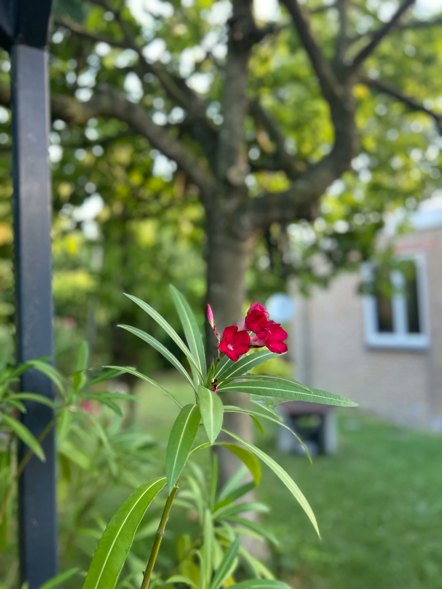 Bloeiende oleander in de tuin