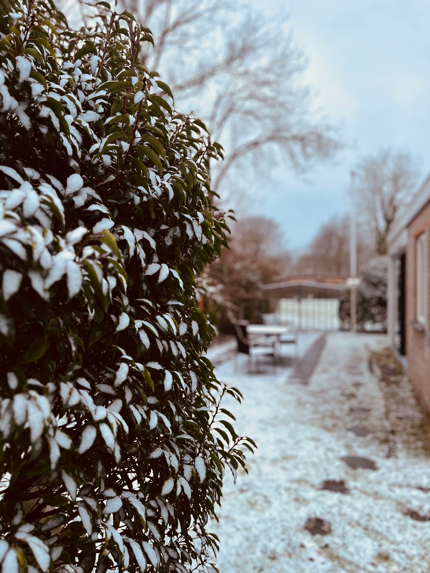 De tuin en haag onder een dun laagje sneeuw
