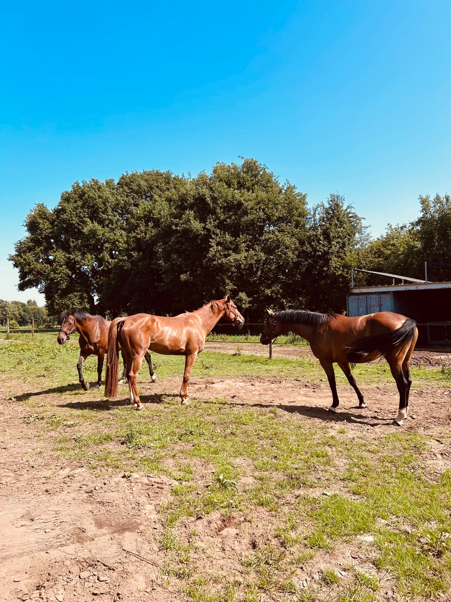 Drie paarden in een grote wei onder een blauwe lucht