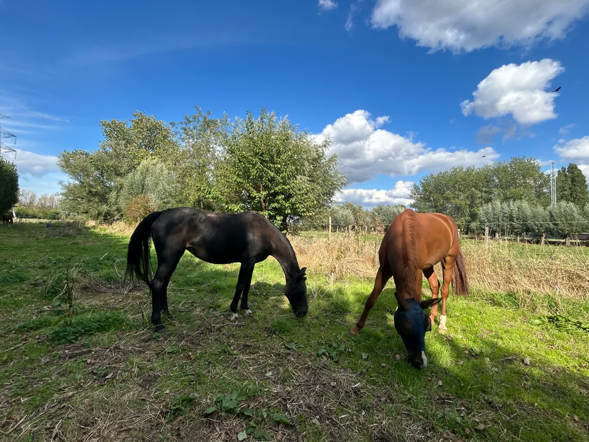 Twee paarden grazen in de wei